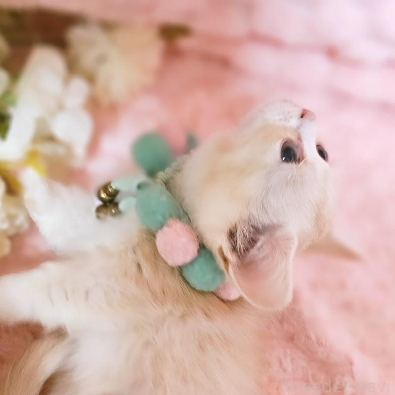 販売中の茨城県のミヌエット(短足)-136458の16枚目