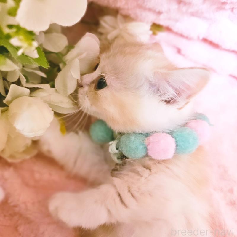 販売中の茨城県のミヌエット(短足)-136458の15枚目