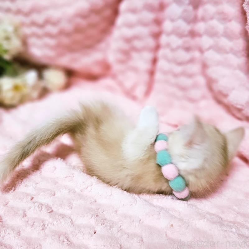 販売中の茨城県のミヌエット(短足)-136458の14枚目