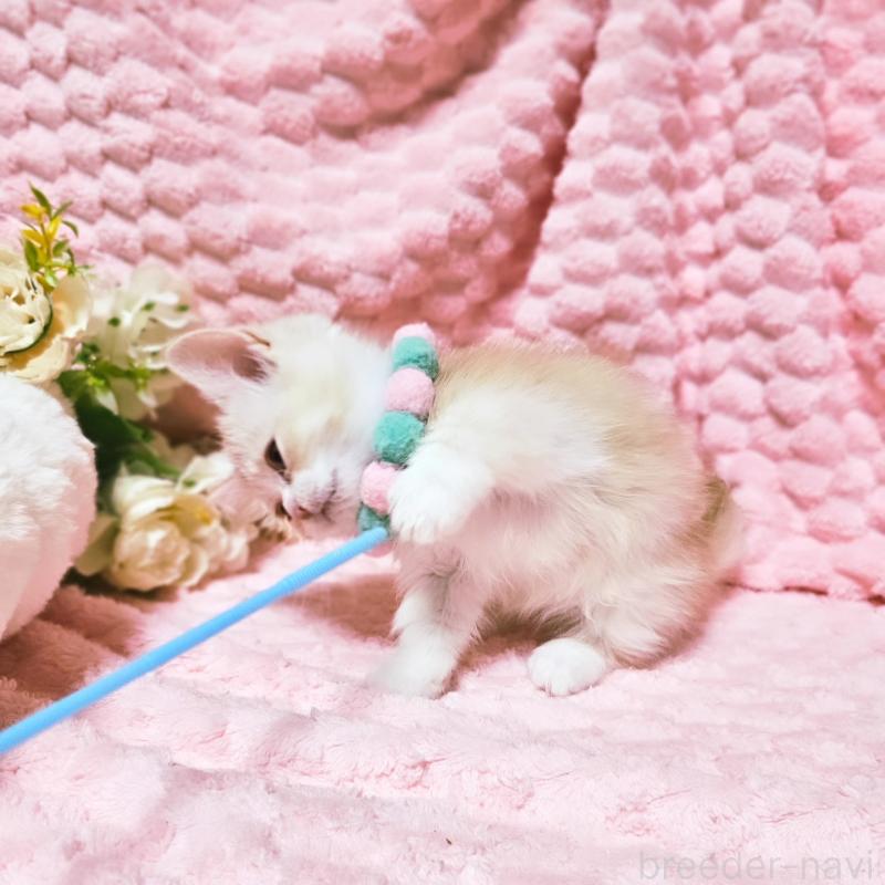 販売中の茨城県のミヌエット(短足)-136458の13枚目