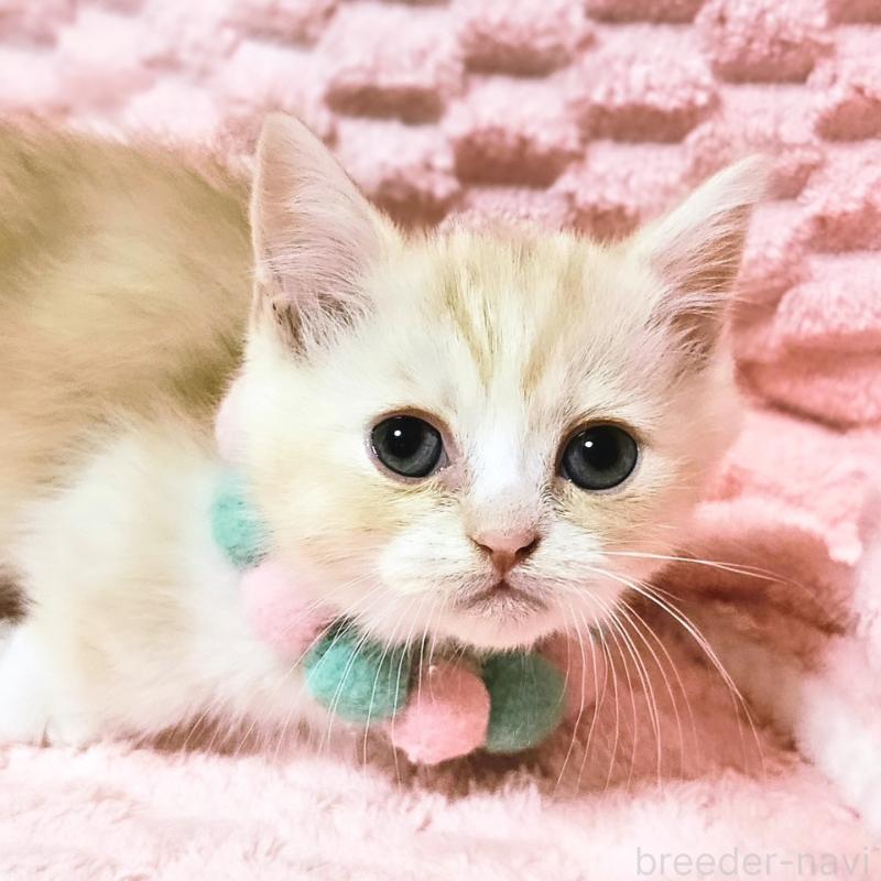 販売中の茨城県のミヌエット(短足)-136458の12枚目