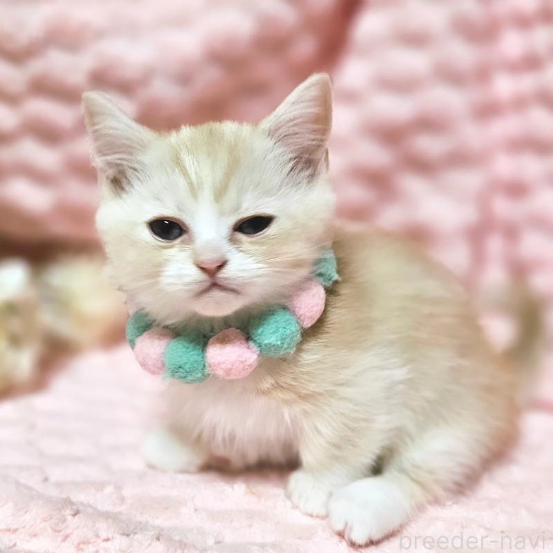 販売中の茨城県のミヌエット(短足)-136458の10枚目