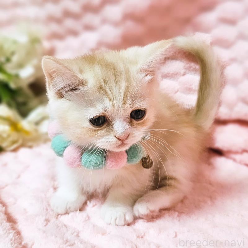 販売中の茨城県のミヌエット(短足)-136458の9枚目