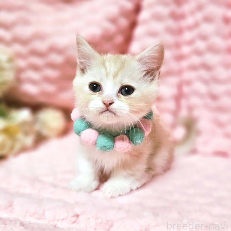 販売中の茨城県のミヌエット(短足)-136458の8枚目