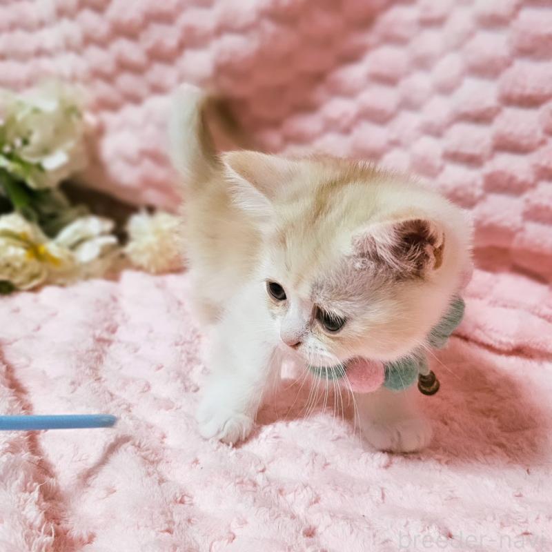 販売中の茨城県のミヌエット(短足)-136458の7枚目