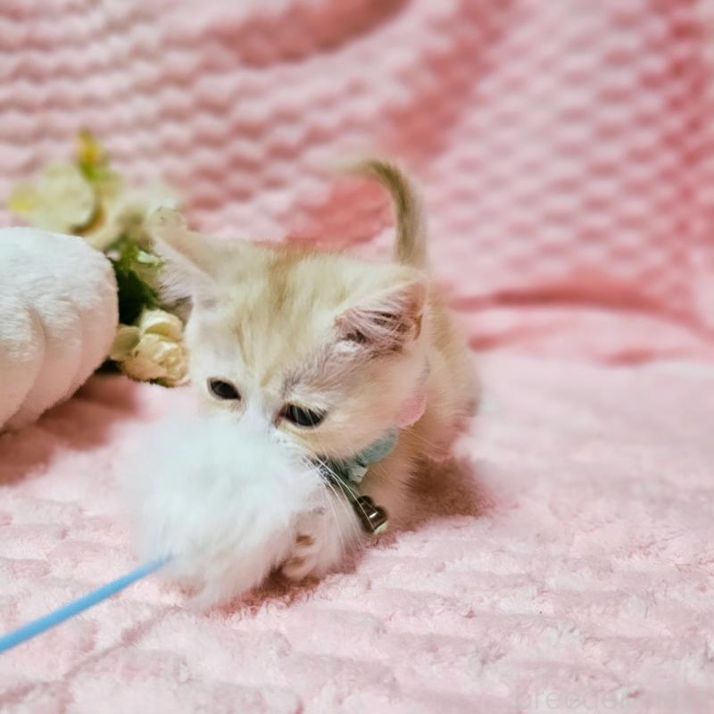 販売中の茨城県のミヌエット(短足)-136458の6枚目