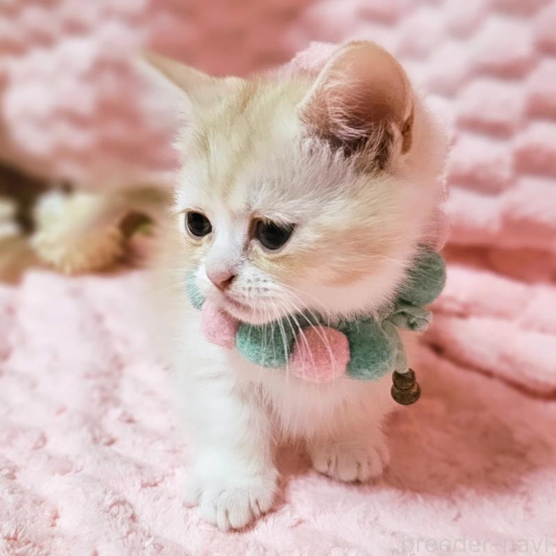 販売中の茨城県のミヌエット(短足)-136458の5枚目