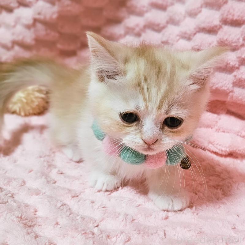 販売中の茨城県のミヌエット(短足)-136458の4枚目