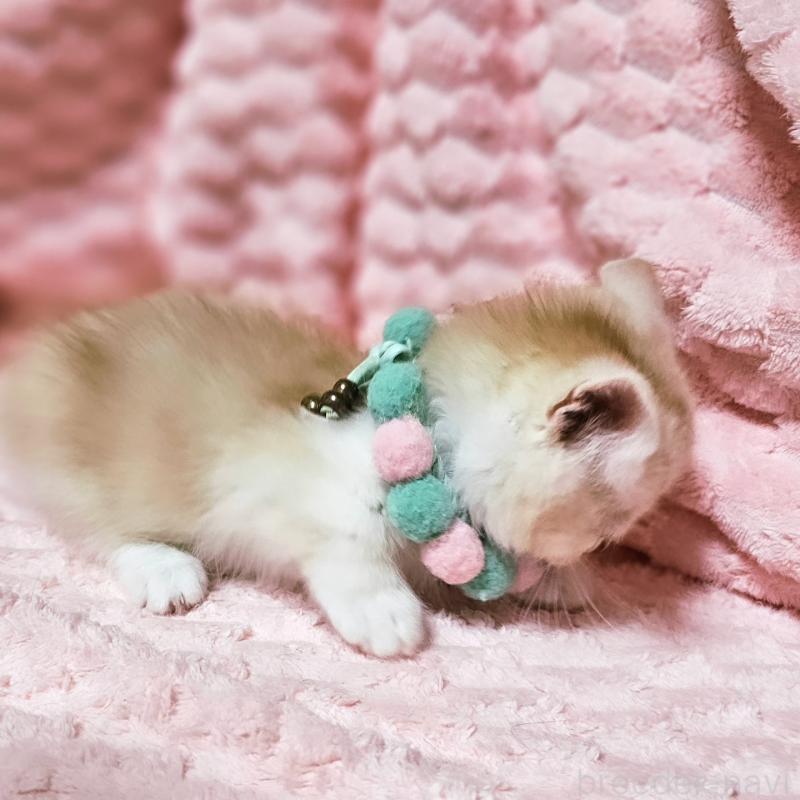 販売中の茨城県のミヌエット(短足)-136458の3枚目