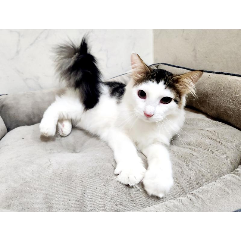 販売中の北海道のノルウェージャンフォレストキャット-136459の3枚目