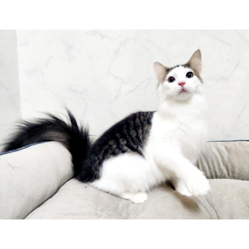 販売中の北海道のノルウェージャンフォレストキャット-136459の2枚目