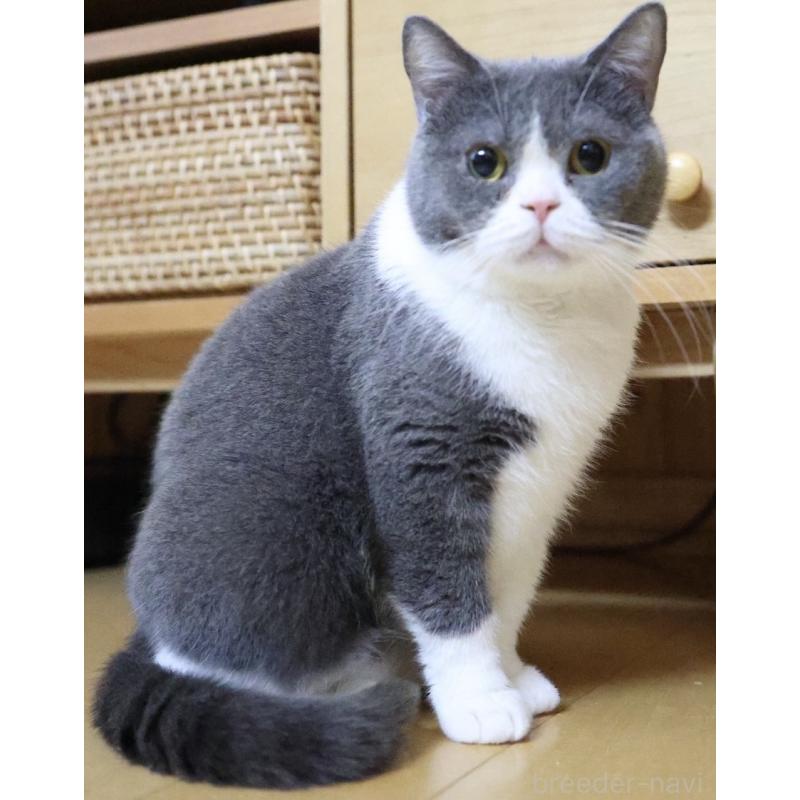 販売中の愛知県のブリティッシュショートヘア-130107の2枚目