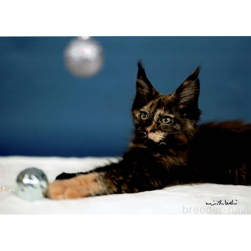 販売中の東京都のメインクーン-130442の5枚目