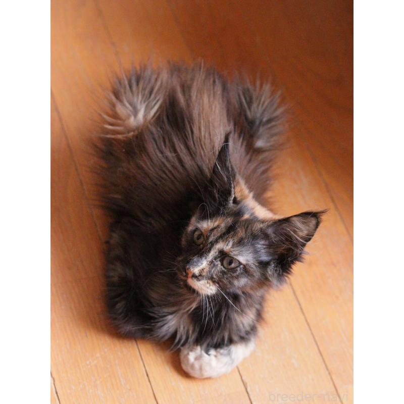 販売中の東京都のメインクーン-130442の2枚目