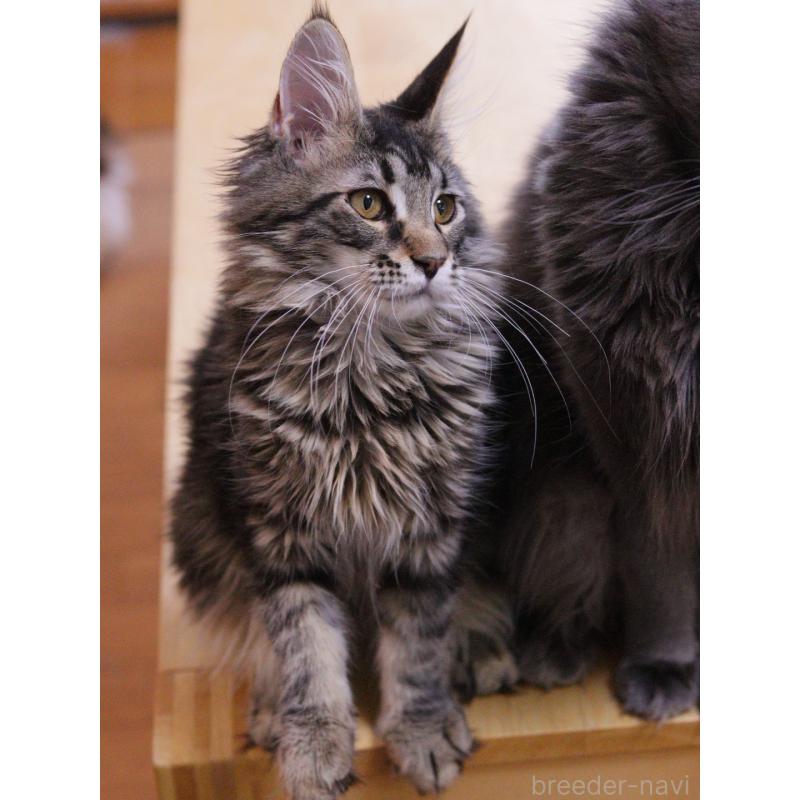 販売中の東京都のメインクーン-127875の4枚目