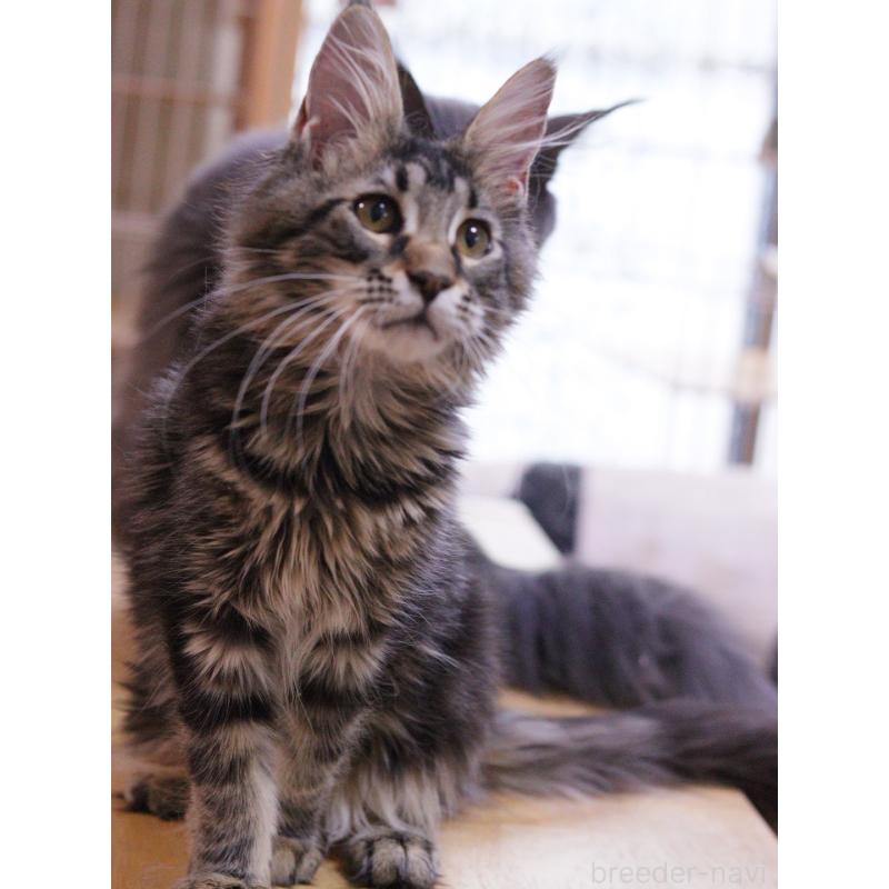 販売中の東京都のメインクーン-127875の3枚目