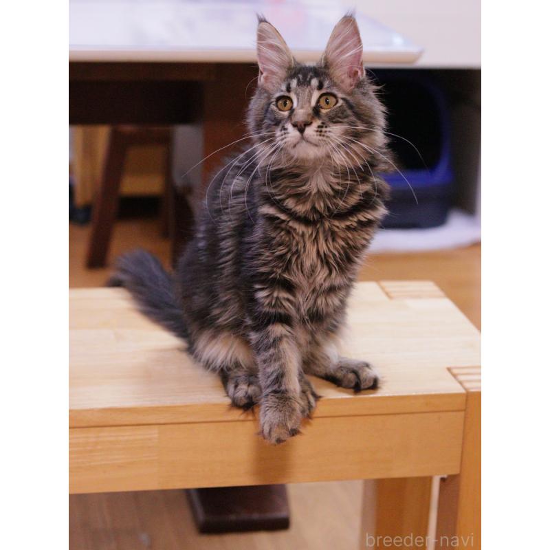 販売中の東京都のメインクーン-127875の2枚目