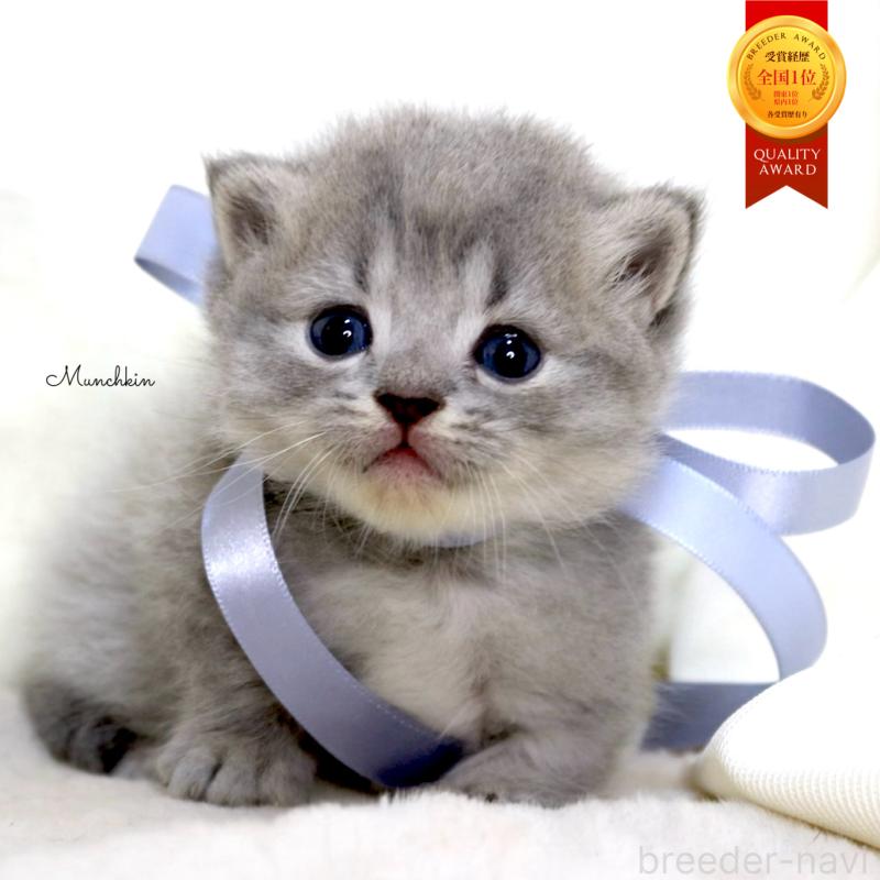 販売中の栃木県のマンチカン(短足)-136373の1枚目