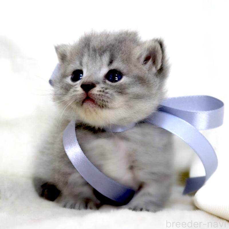 販売中の栃木県のマンチカン(短足)-136373の10枚目