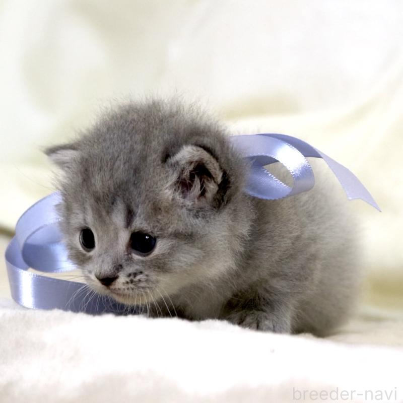 販売中の栃木県のマンチカン(短足)-136373の9枚目