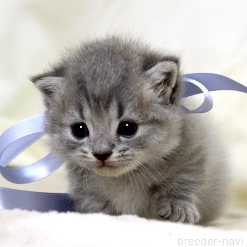 販売中の栃木県のマンチカン(短足)-136373の7枚目