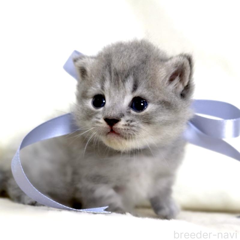 販売中の栃木県のマンチカン(短足)-136373の6枚目