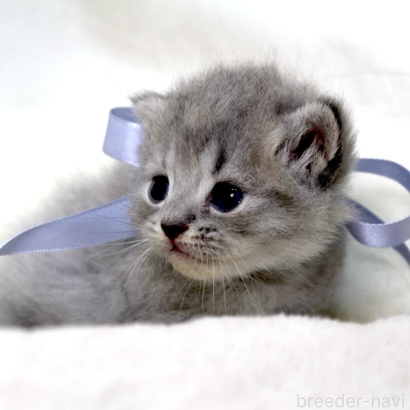 販売中の栃木県のマンチカン(短足)-136373の5枚目