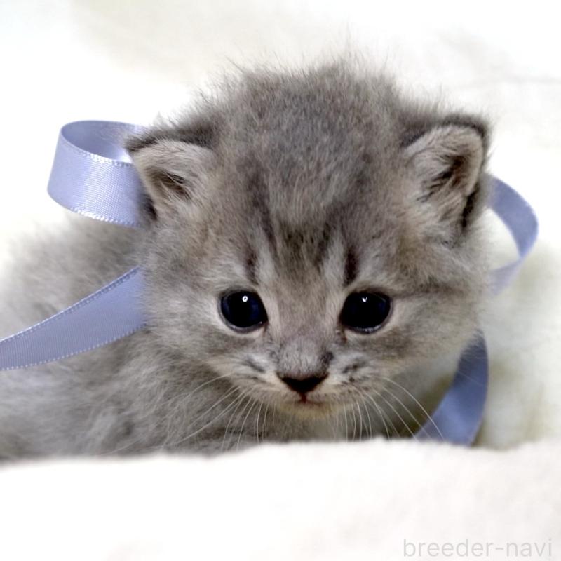 販売中の栃木県のマンチカン(短足)-136373の4枚目