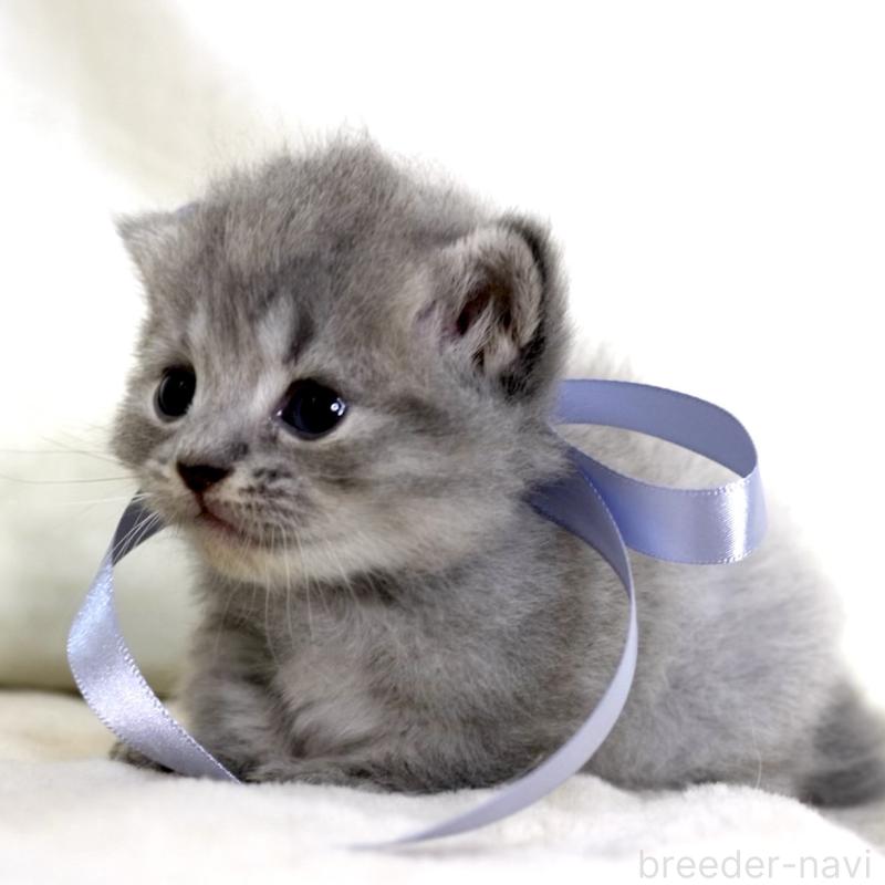 販売中の栃木県のマンチカン(短足)-136373の3枚目