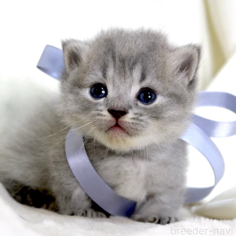 販売中の栃木県のマンチカン(短足)-136373の2枚目