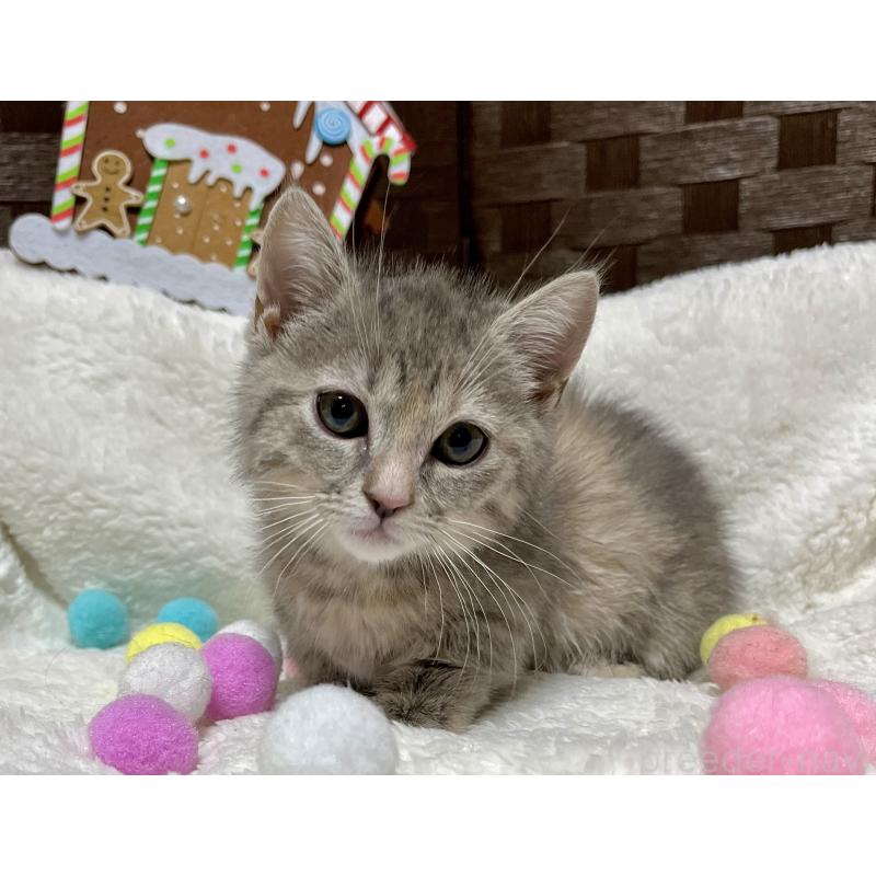 販売中の愛知県のミヌエット(短足)-133838の8枚目