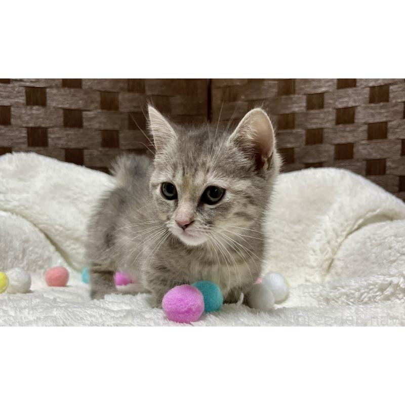 販売中の愛知県のミヌエット(短足)-133838の7枚目