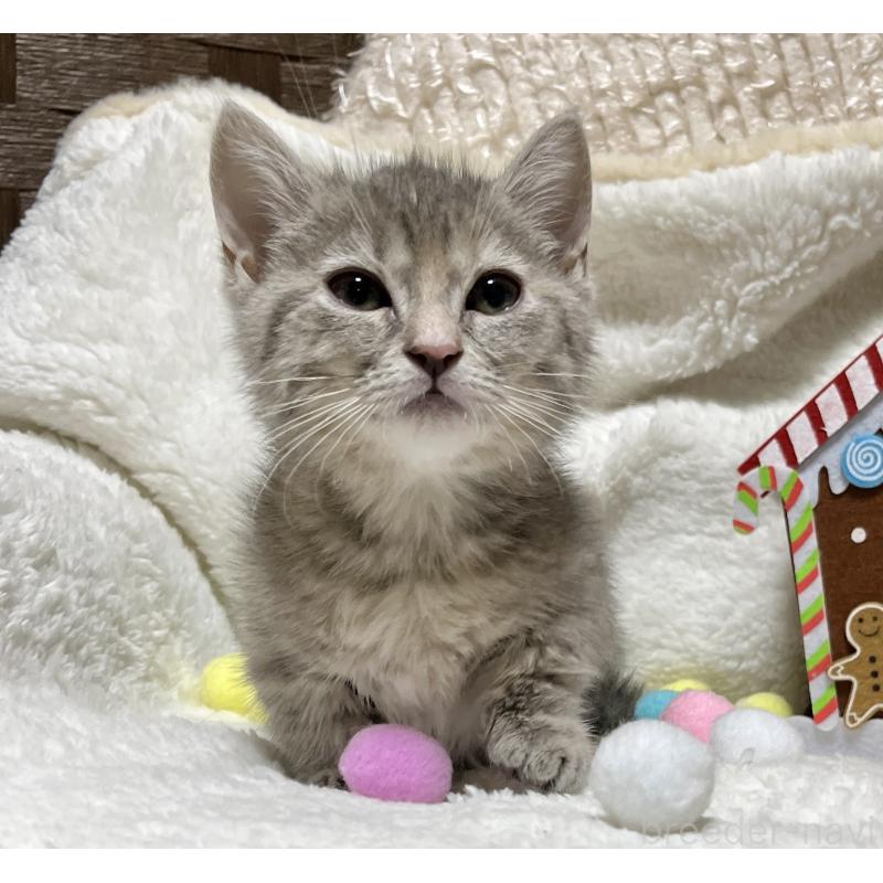 販売中の愛知県のミヌエット(短足)-133838の6枚目