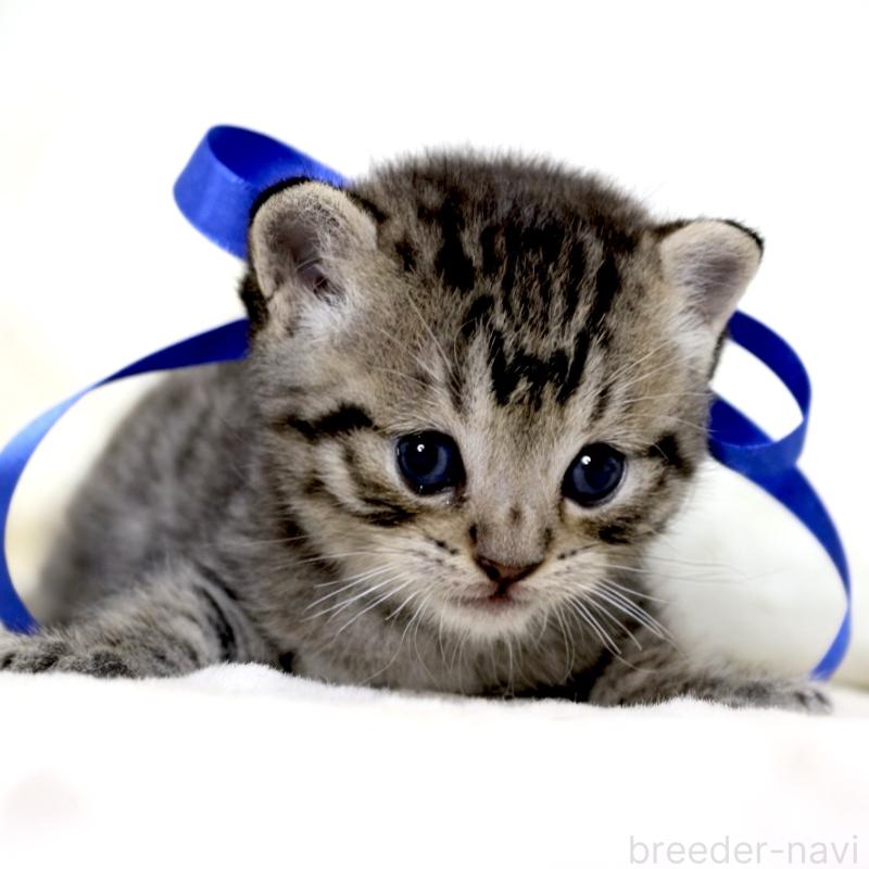 販売中の栃木県のジェネッタ-136374の10枚目