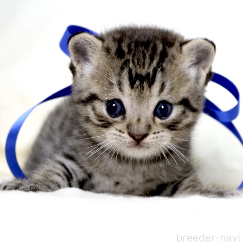 販売中の栃木県のジェネッタ-136374の9枚目