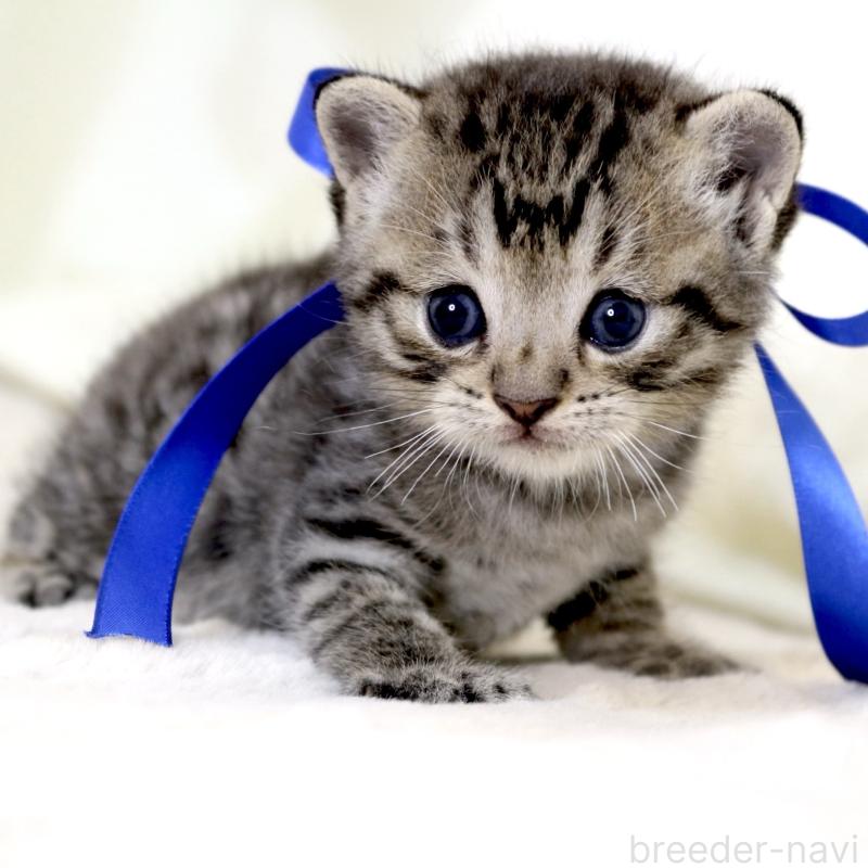 販売中の栃木県のジェネッタ-136374の8枚目