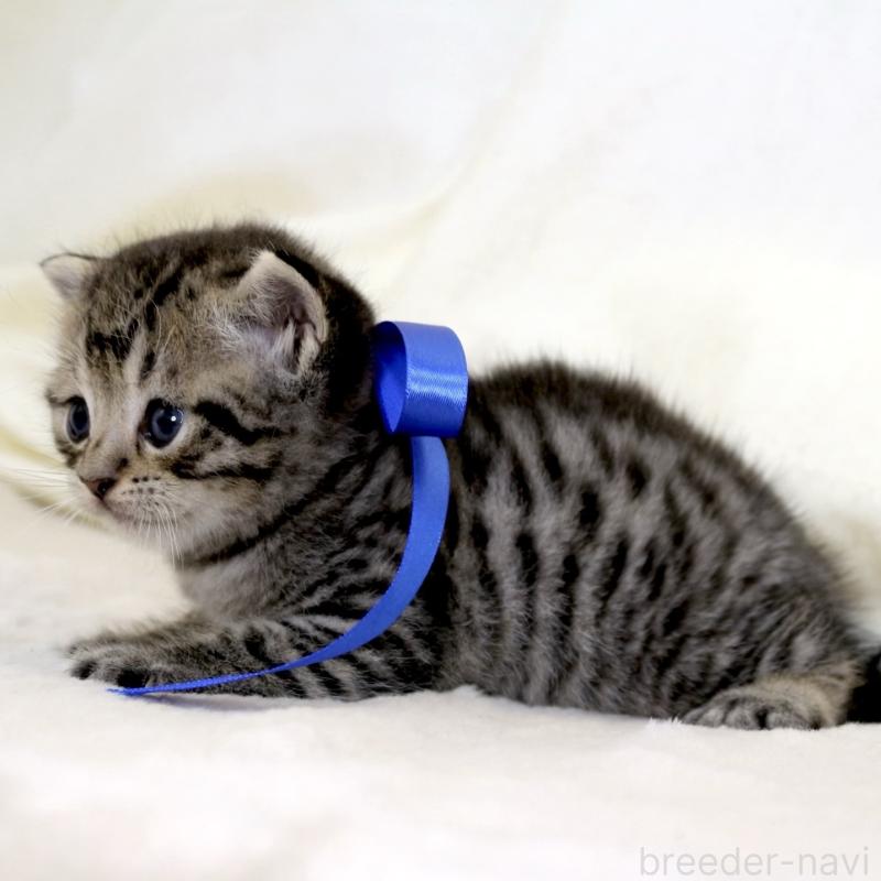 販売中の栃木県のジェネッタ-136374の5枚目