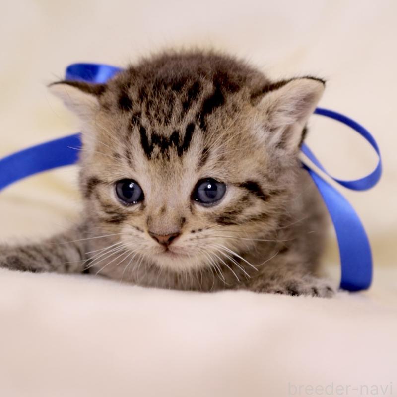 販売中の栃木県のジェネッタ-136374の2枚目