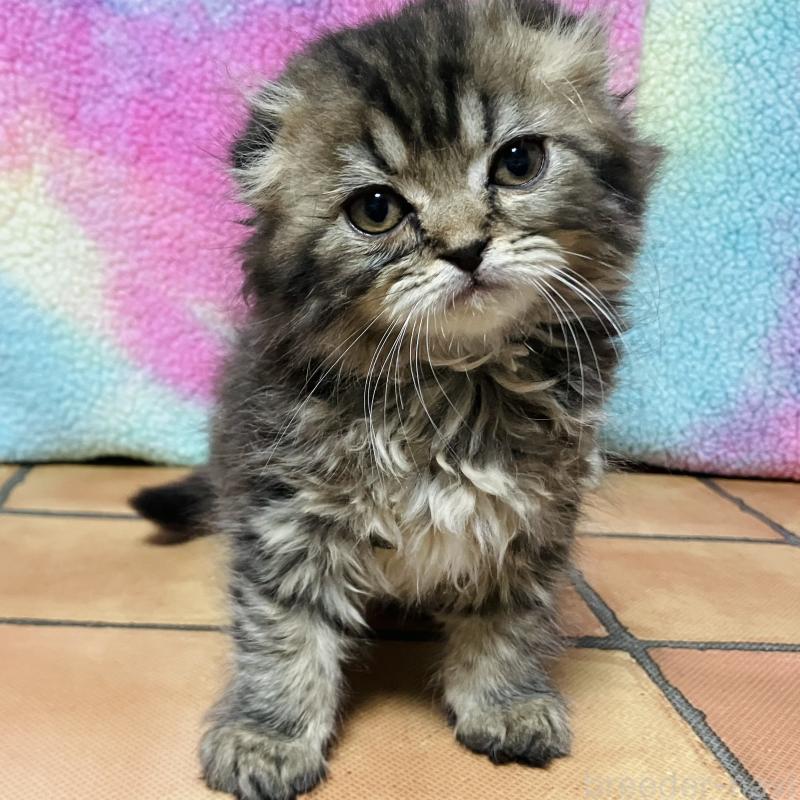 成約済の三重県のスコティッシュフォールド(折れ耳)-134439の1枚目