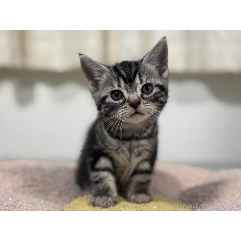 成約済の神奈川県のアメリカンショートヘア-135531の7枚目