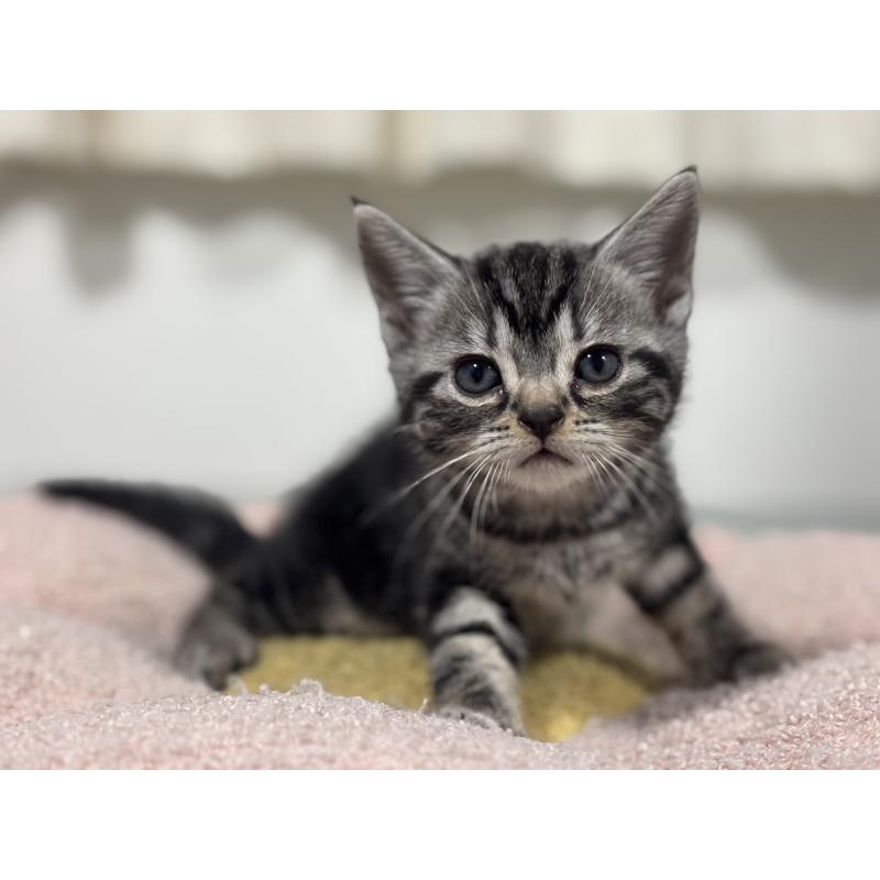 成約済の神奈川県のアメリカンショートヘア-135531の6枚目