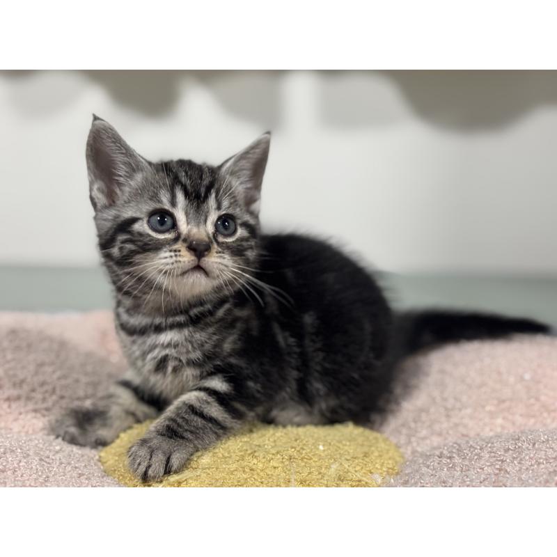 成約済の神奈川県のアメリカンショートヘア-135531の5枚目