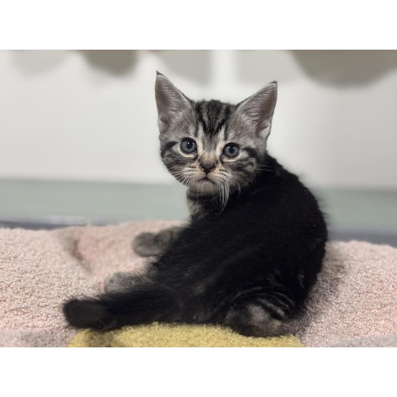 成約済の神奈川県のアメリカンショートヘア-135531の4枚目