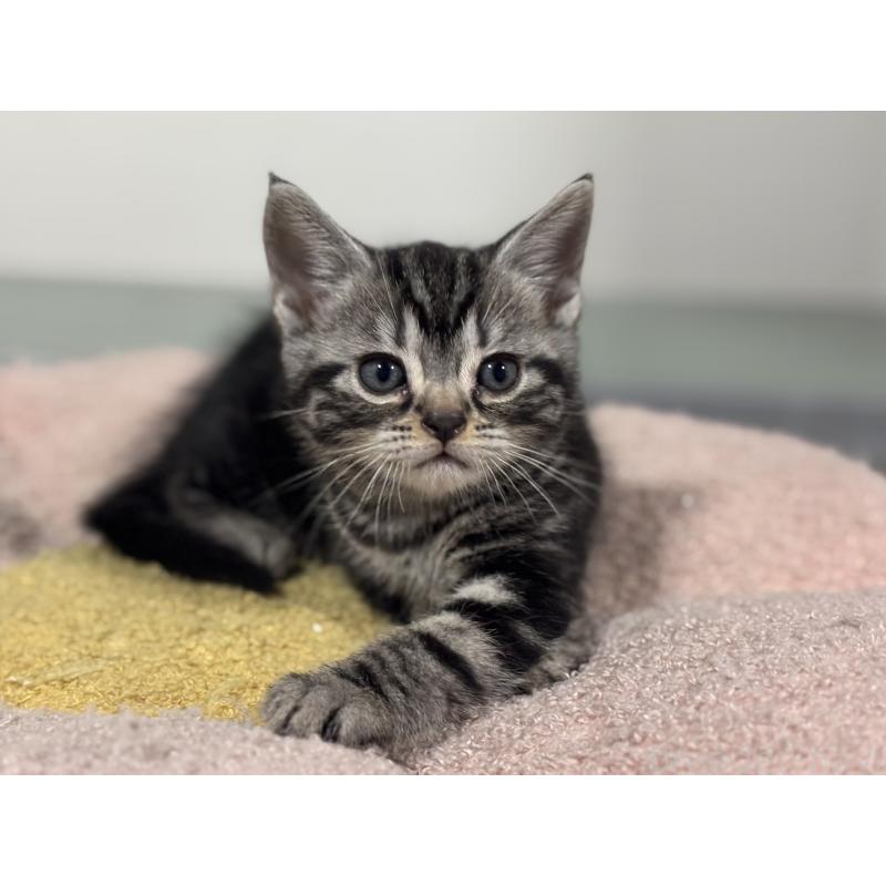 成約済の神奈川県のアメリカンショートヘア-135531の3枚目