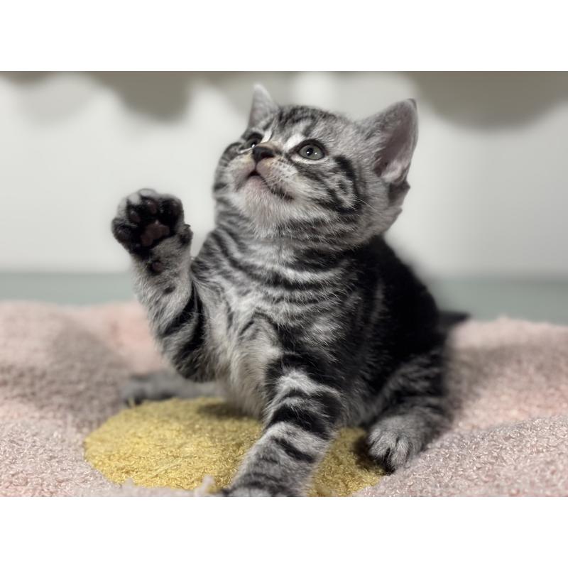 成約済の神奈川県のアメリカンショートヘア-135532の16枚目