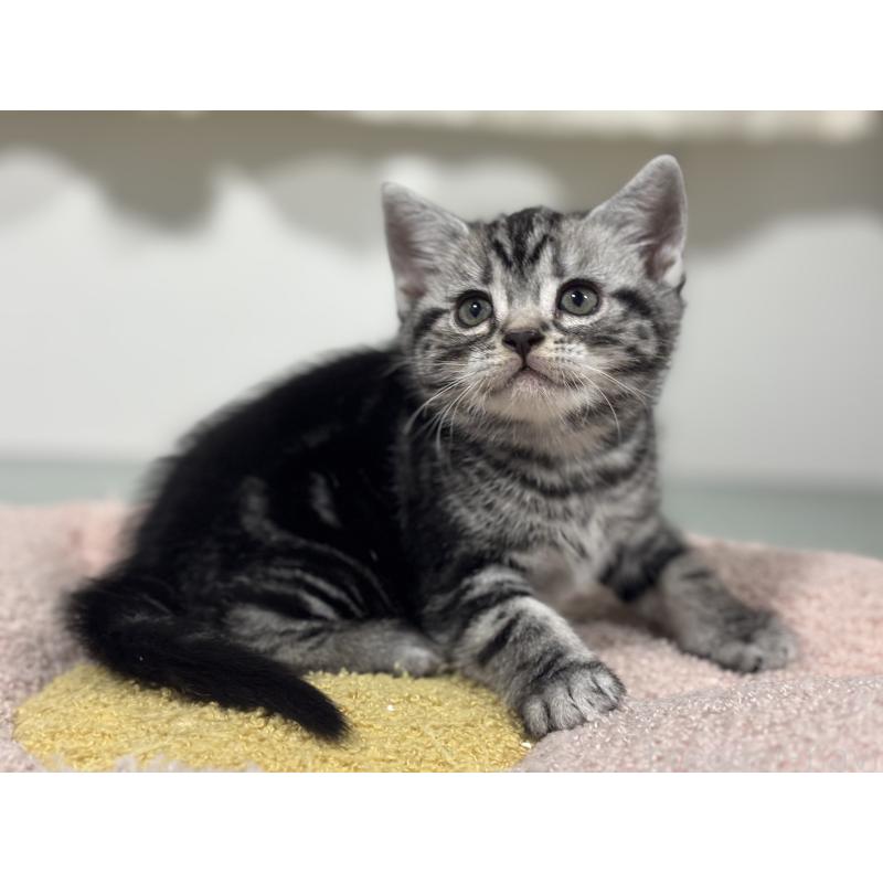 成約済の神奈川県のアメリカンショートヘア-135532の15枚目