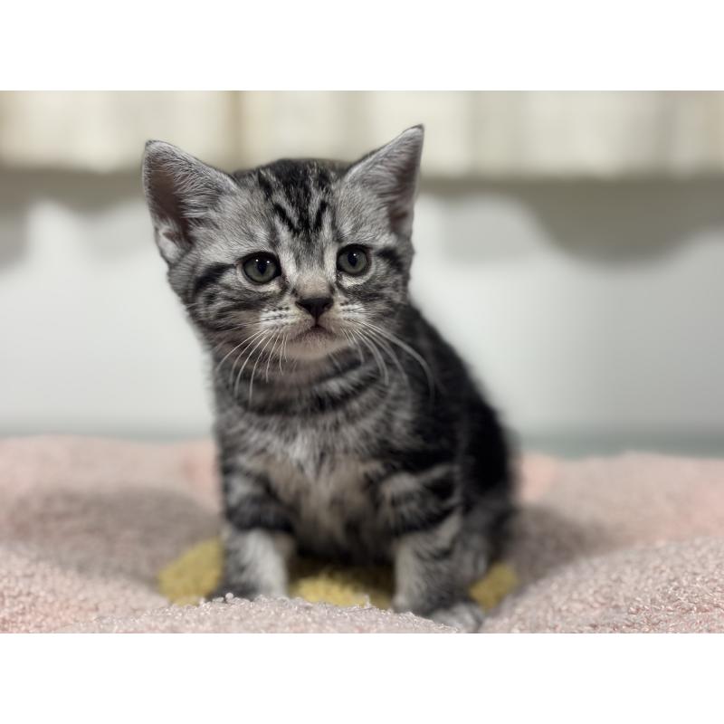 成約済の神奈川県のアメリカンショートヘア-135532の13枚目