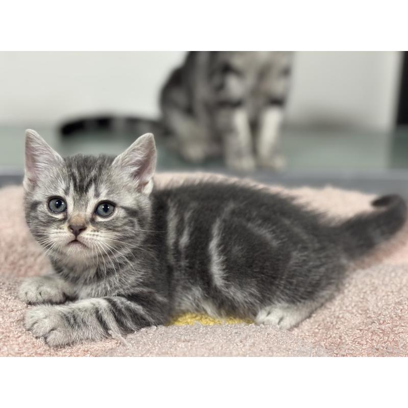 成約済の神奈川県のアメリカンショートヘア-135533の5枚目