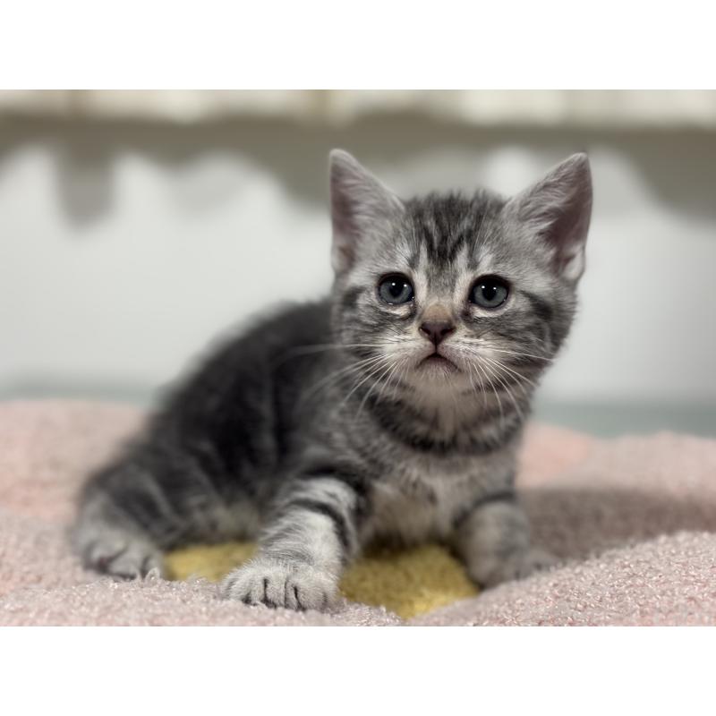 成約済の神奈川県のアメリカンショートヘア-135533の4枚目