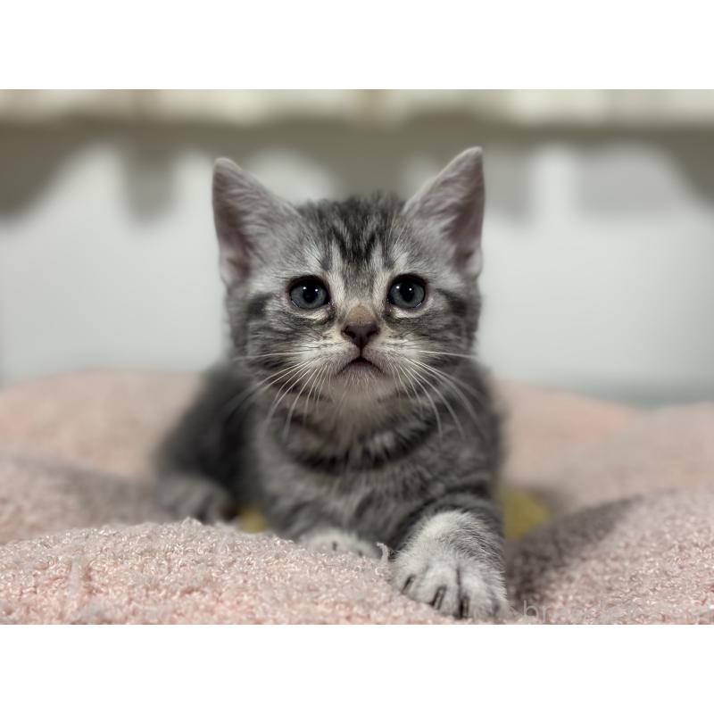 成約済の神奈川県のアメリカンショートヘア-135533の3枚目